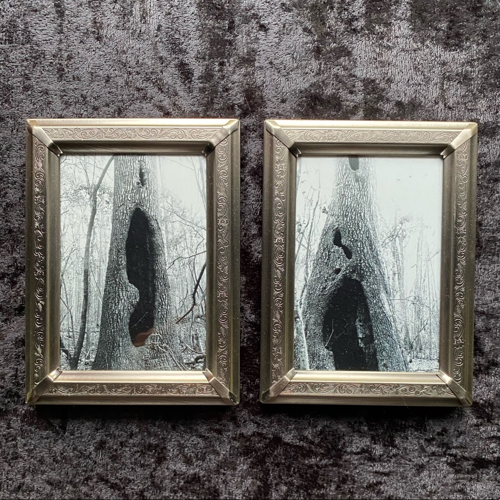 Set of two tree photos by WhimSee